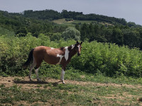 Vente de poney